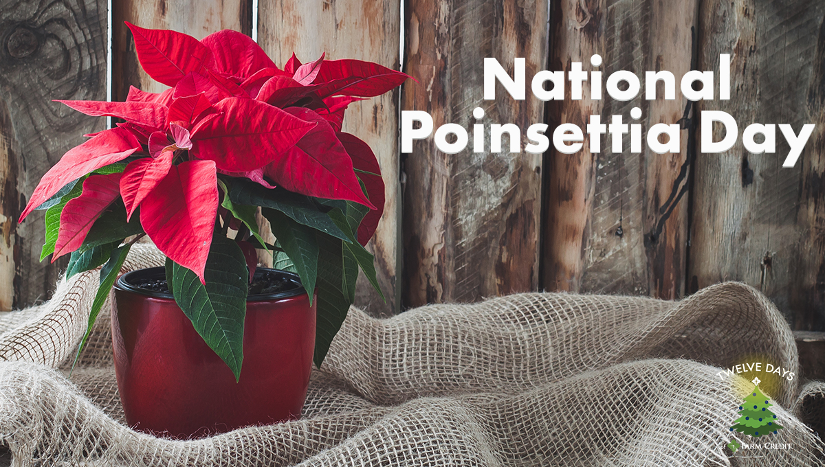 red poinsettia in a greenhouse