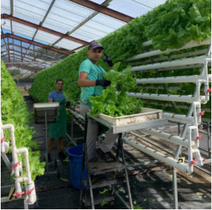 Lettuce harvest