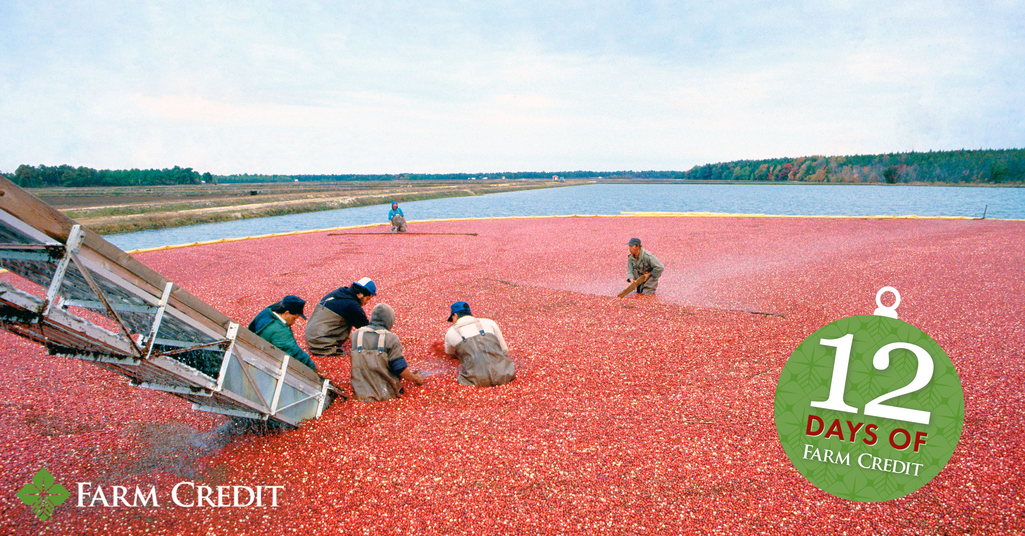 cranberries in water harvest 12 days of christmas graphic