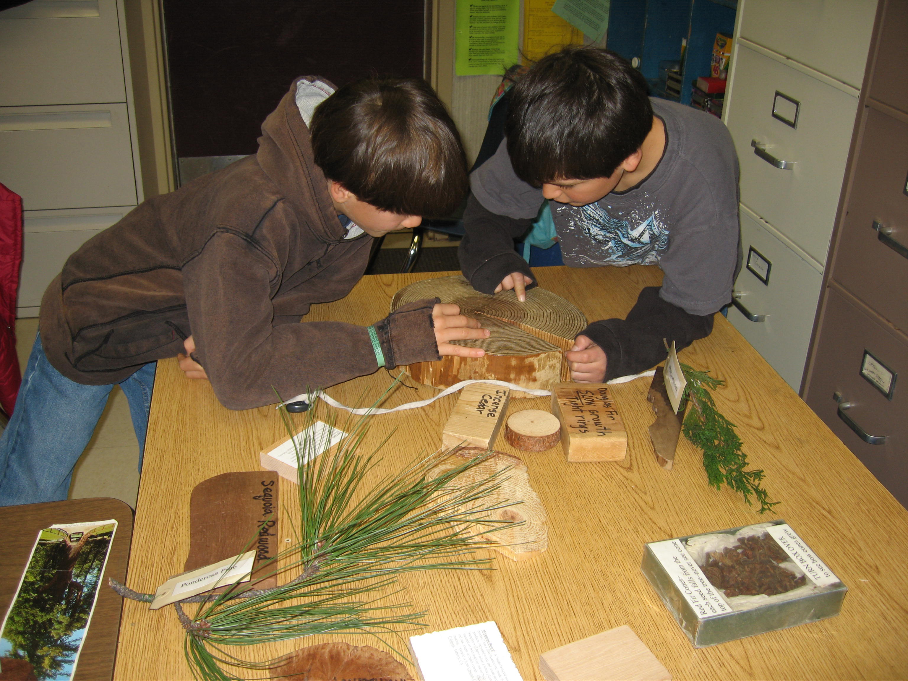 Two boys count tree rings during a Talk About Trees program at their school.