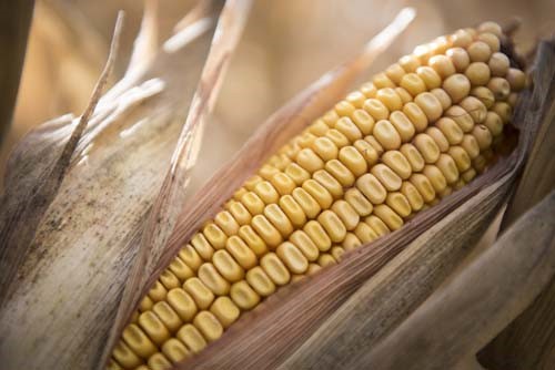 An ear of field corn at harvest.