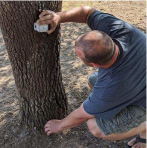 Man crouches next to a tree, analyzing it