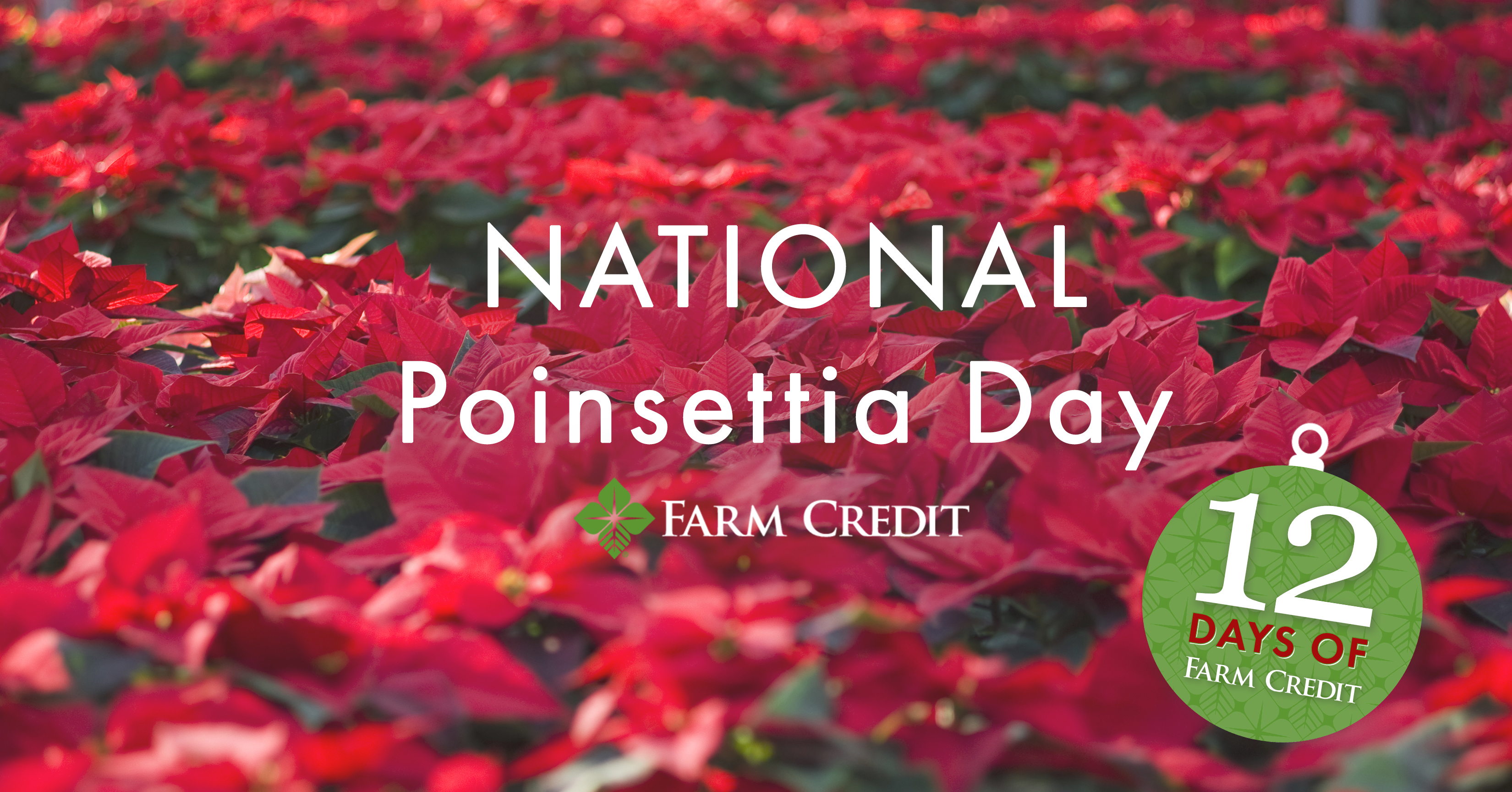 poinsettia's in nursery graphic text on screen national poinsettia month