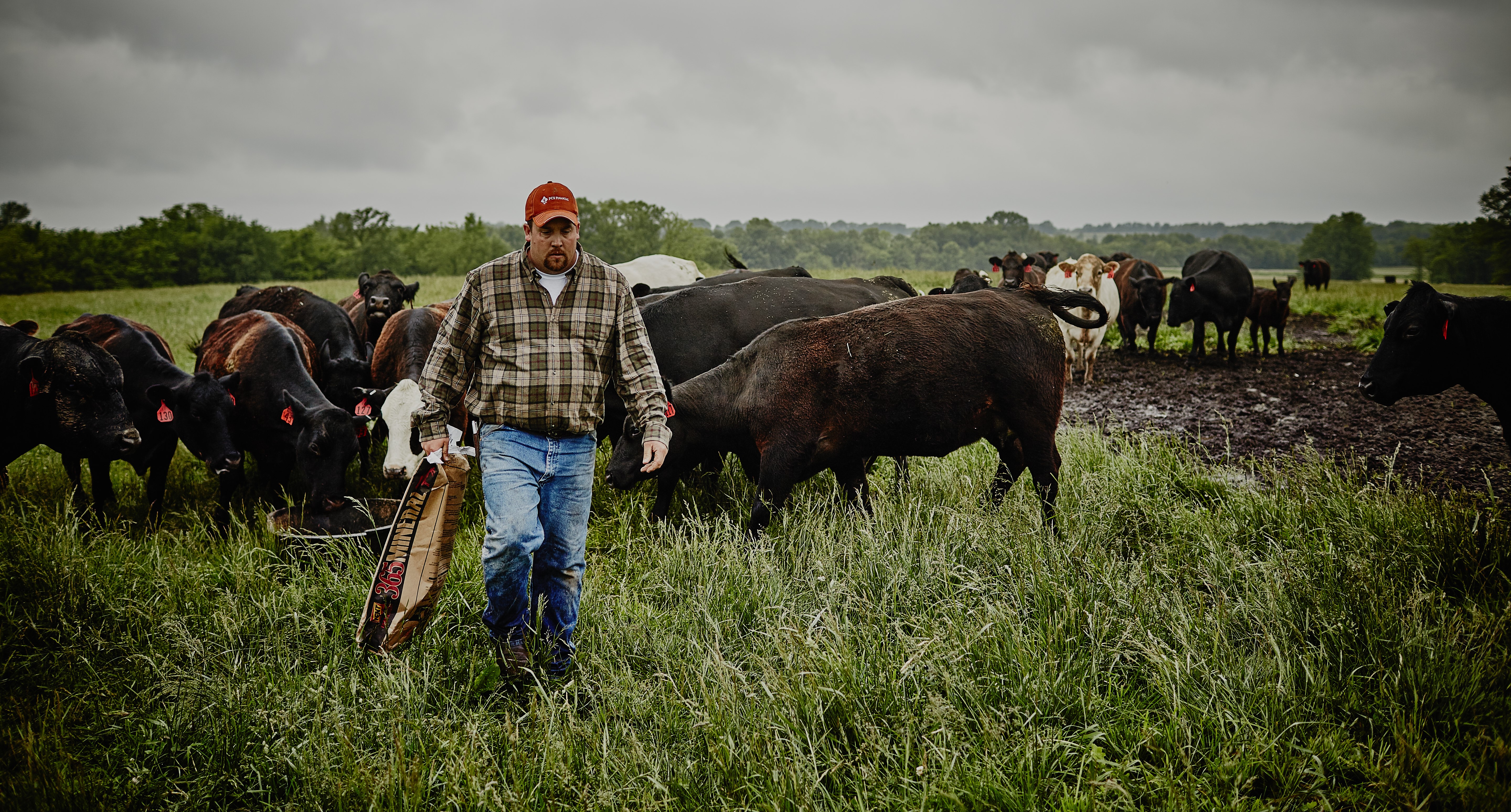 Rancher walking away from cattle