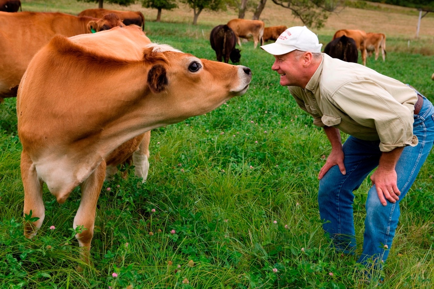 Man in green, grassy field making eye contact with brown cow. He is a conservation mentor.