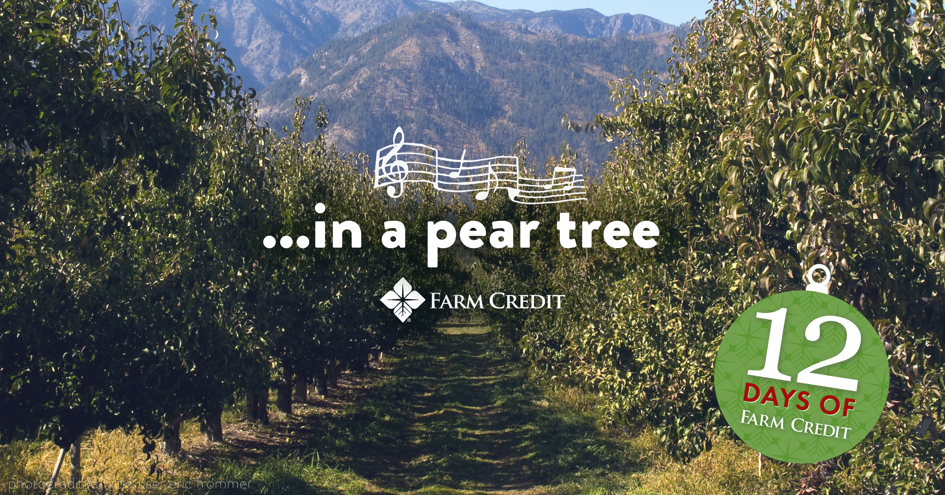 pear orchard with in a pear tree song written on screen 