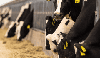 Vaz Dairy – AgTrust (1) Vaz Dairy - AgTrust (1)