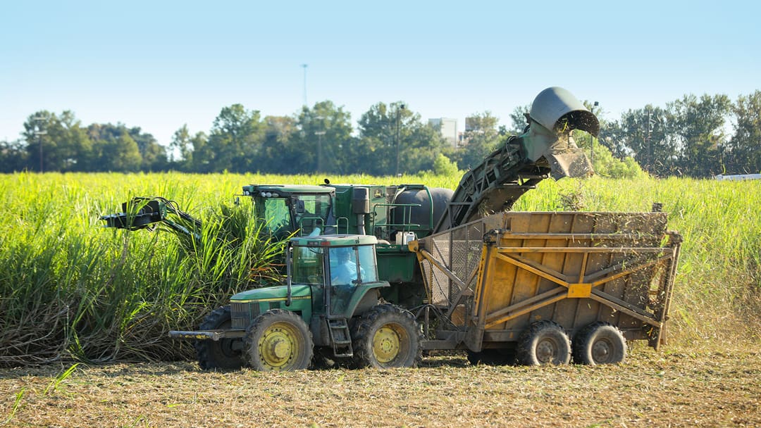 Farmers gather for annual Sugarcane Field Day, highlighting climate-smart practices – KATC