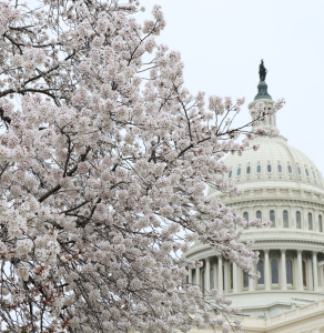 The Capitol building during peak cherry blossom season in spring.