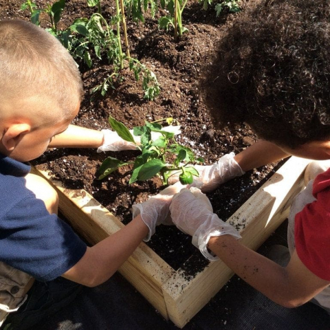 Ag-in-the-classroom-pic-kids-planting-a-pepper