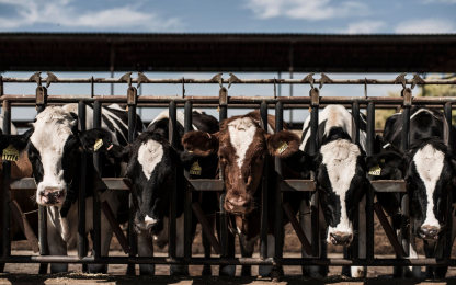 Airosa_Dairy_DSC_2201