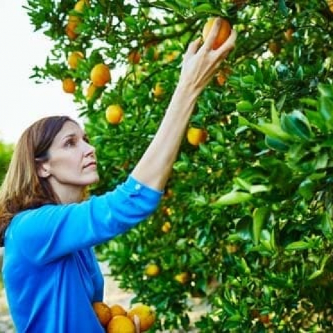 Citrus_MGL3734