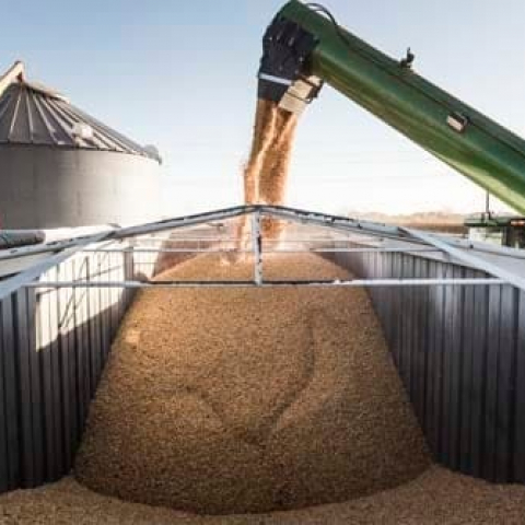 Corn-harvest-with-elevator