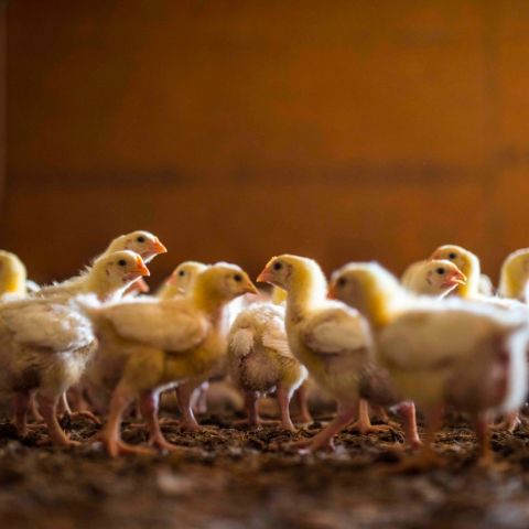 FarmCredit-Missouri-Poultry-1174 FarmCredit-Missouri-Poultry-1174