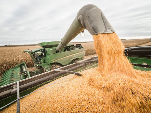 Iowa_Corn_800_7597 Iowa_Corn_800_7597