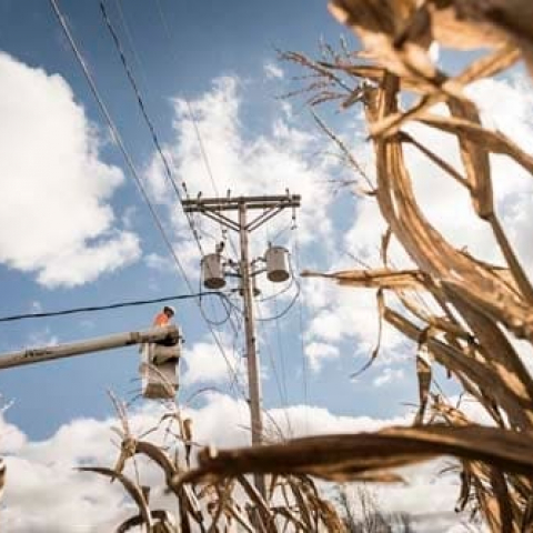 Iowa_Corn_DSC_7510