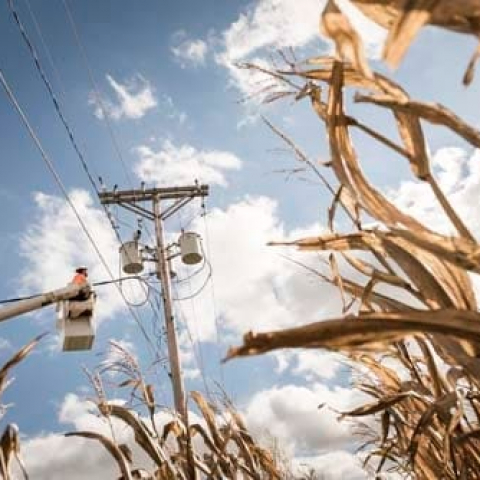 Iowa_Corn_DSC_7516 Iowa_Corn_DSC_7516