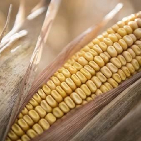 Iowa_Corn_DSC_7605