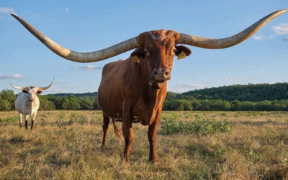 Longhorn-Farm