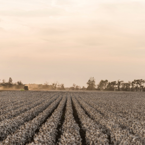 Mississippi_Cotton_DSC_5516_0 Mississippi_Cotton_DSC_5516_0