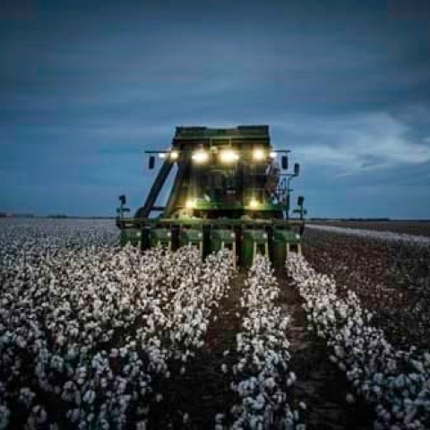 Mississippi_Cotton_DSC_5747-Edit