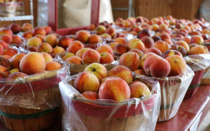 OKAgCredit_Livesay_Orchards_2_optimized