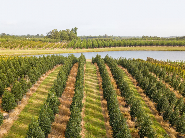 Twin-Lakes-Nursery