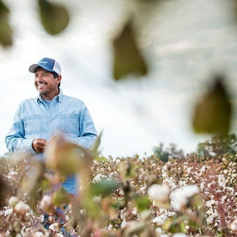 Willie-cotton Willie-cotton