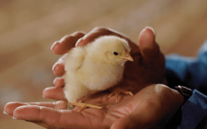 arrow_b_farms_-_fcs_financial_v1