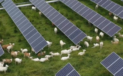 solarsheep