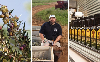 texana-olive-website-image